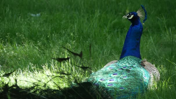 Peacock Met Prachtige Veren Zitten Grond Midden Van Natuur — Stockvideo