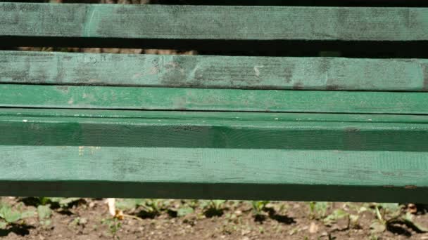 失望的人留下花在公园长椅放弃约会放弃 — 图库视频影像