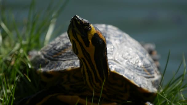 Turtle Blinking Moving Head Sitting Lake Sun Heat — Stock Video