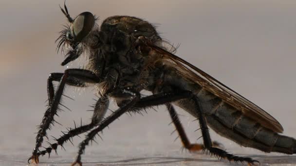 Imagen de primer plano con Cicada Bug pequeño insecto que hacen un sonido molesto en Hot Summ — Vídeo de stock
