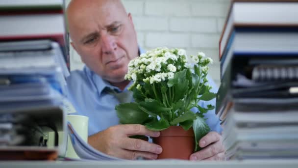 商人在办公桌上安排一朵花在办公室里 — 图库视频影像