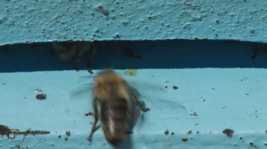 Yerli arı arı kovanı girişinde uçan görüntüsüyle kapatın