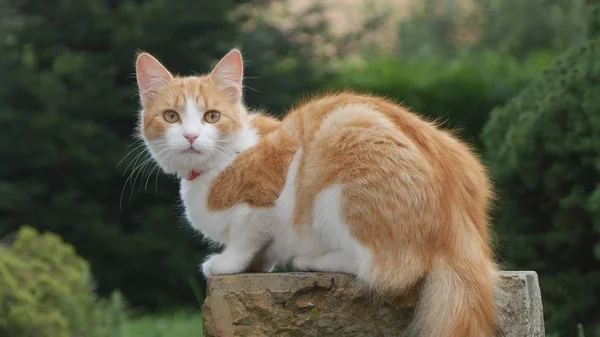 Evin arka bahçesinde üzerinde oynayan kedi resim — Stok fotoğraf