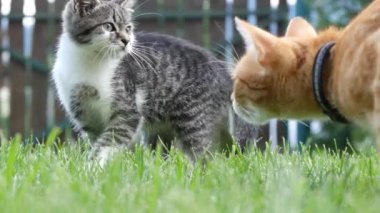 Bahçede oynayan iki güzel kedi