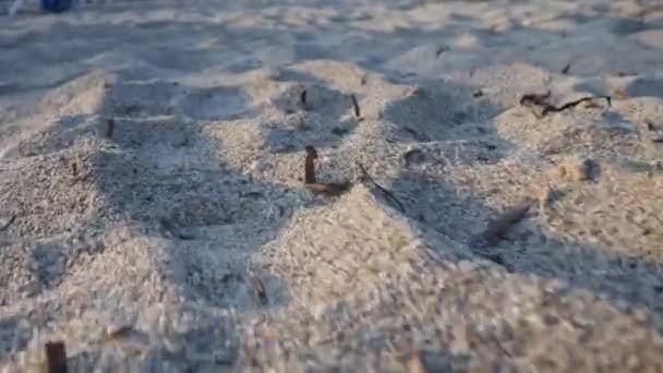 POV sulla spiaggia a piedi attraverso la sabbia di Seashore — Video Stock