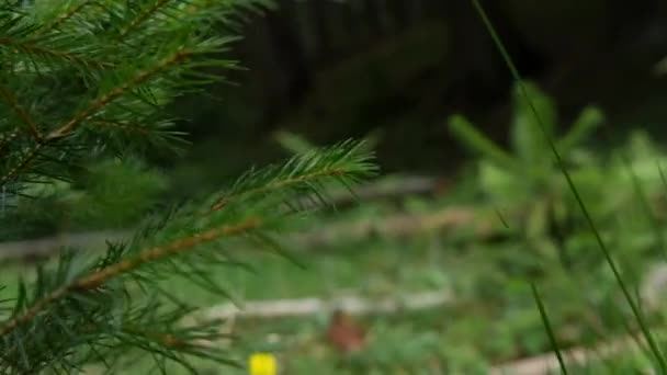 POV w lesie, chodzenie na górska ścieżka — Wideo stockowe