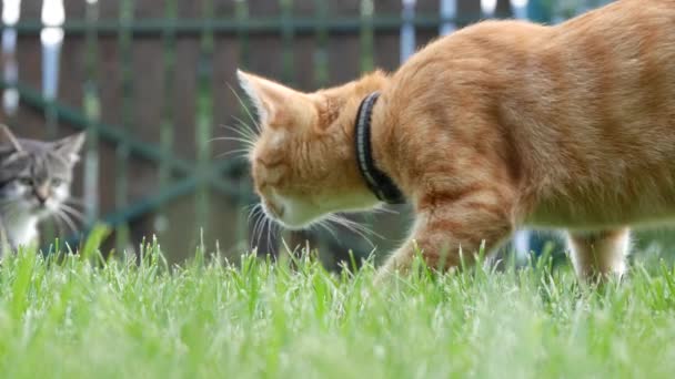 Två vackra katter leker i trädgården — Stockvideo