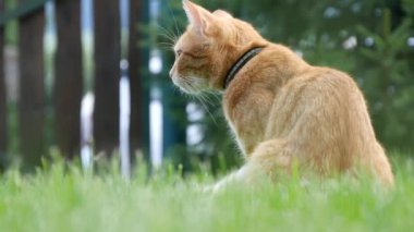 Kırmızı kedi resim oynamak için yeşil çim bekleyen