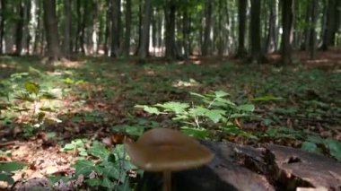 Ormandaki bir dağ yolu üzerinde yürüyen doğada POV