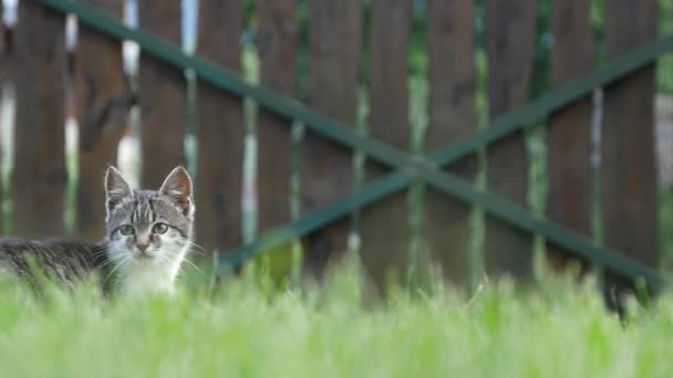 Liten grå katt gömmer sig i trädgården grön gräs — Stockvideo