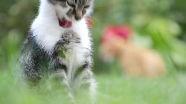 Pequeña Gata en el Jardín Limpiar su hermosa piel — Vídeos de Stock