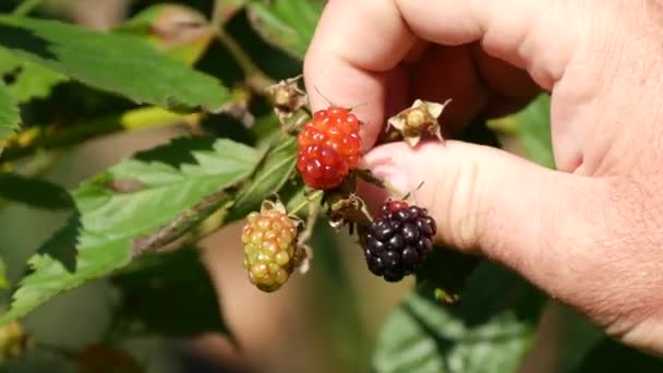 Mão de agricultor estuda frutas de mirtilo em uma terra agrícola — Vídeo de Stock