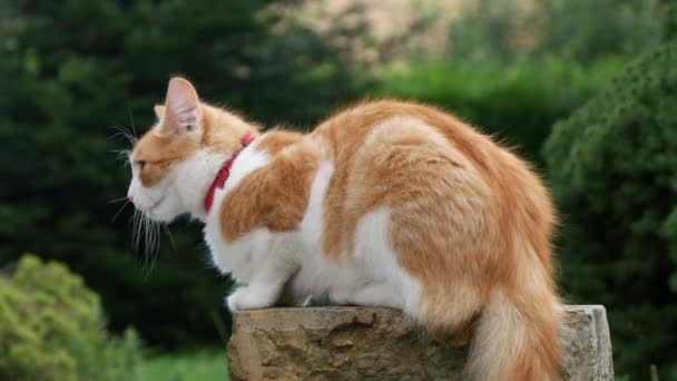 Röd katt vilar i hem bakgård — Stockvideo