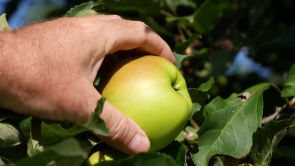 Mão do agricultor estuda e observa frutas vermelhas da maçã em uma árvore — Vídeo de Stock