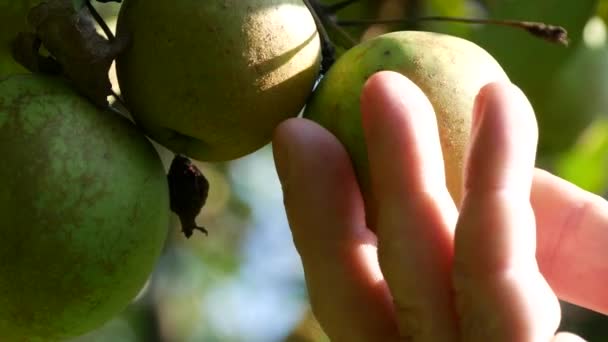 Duas maçãs verdes em ramos de árvore e mão de agricultor em um pomar de fazenda — Vídeo de Stock