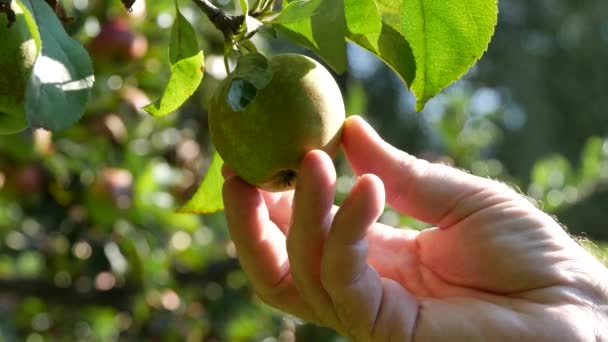 Bonde Hand studie och beakta Apple frukt i ett träd — Stockvideo