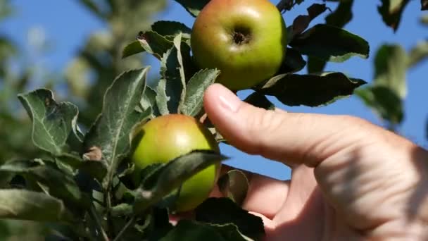 Αγρότης χέρι μελέτη και παρατηρούν κόκκινο μήλο φρούτα σε ένα δέντρο — Αρχείο Βίντεο