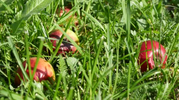 Maçãs vermelhas frescas e doces caíram na grama verde do pomar — Vídeo de Stock