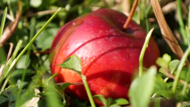 Όμορφο κόκκινο και γλυκό μήλο εικόνα σε οπωρώνα πράσινο γρασίδι — Αρχείο Βίντεο
