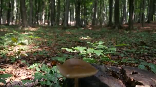 Ormandaki bir dağ yolu üzerinde yürüyen doğada POV — Stok video
