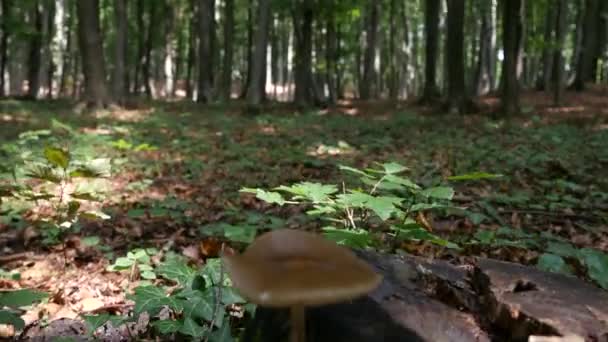 POV в природі прогулянки гірським шляхом в лісі — стокове відео