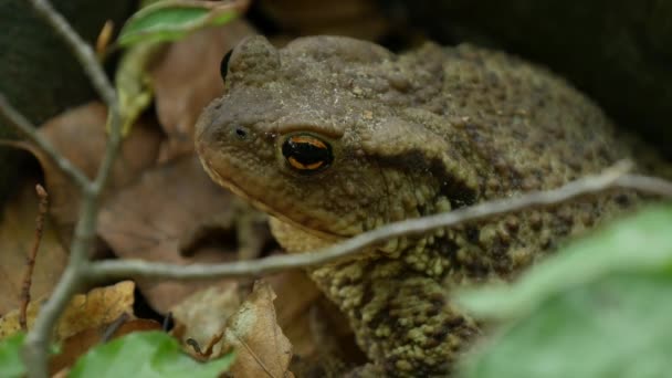 山森林中的自然恐惧蛙意象 — 图库视频影像
