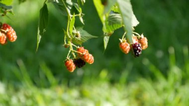 Birkaç yaban mersini meyve büyüme orman vahşi ateş