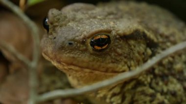 Bir dağ orman doğada resimde yeşil kurbağa