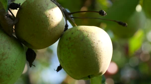 农家园树枝上的两个金苹果 — 图库视频影像