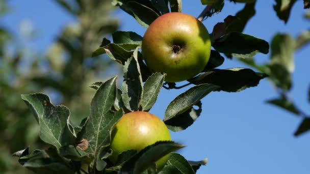 Δύο Ορεκτικά Κόκκινα Μήλα Κλαδιά Δένδρων Ένα Αγρόκτημα Κήπο — Αρχείο Βίντεο