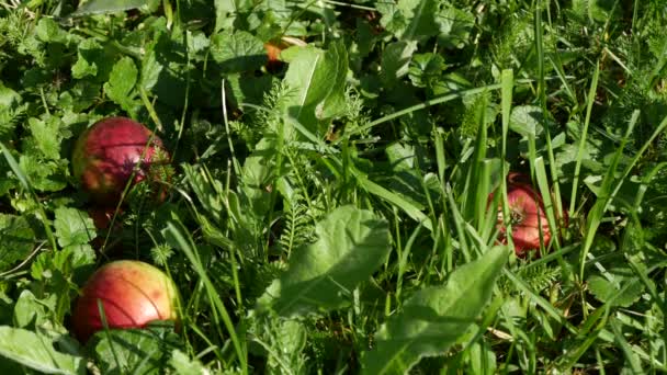 Einige Rote Äpfel Unten Obstgarten Grünes Gras — Stockvideo