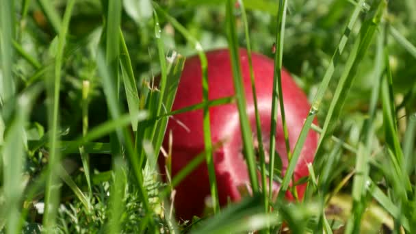 在果园绿草中关闭一个甜美成熟的红苹果 — 图库视频影像