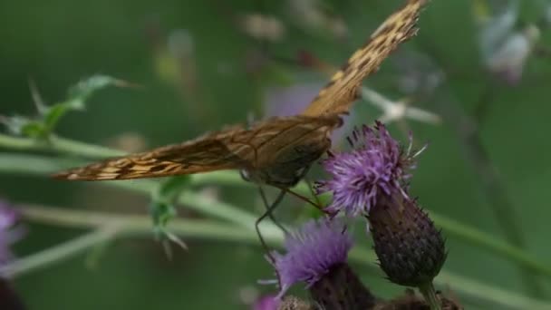 Close Beautiful Butterfly Standing Flower — Stock Video