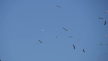 Daire içinde uçan leylek grup gökyüzü üzerinde yüksek