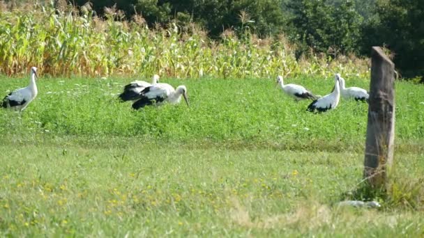 Cigüeñas en la naturaleza salvaje Comer y caminar en el campo de hierba verde — Vídeo de stock