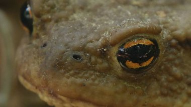 Korkak kurbağa görüntü dağ orman doğada