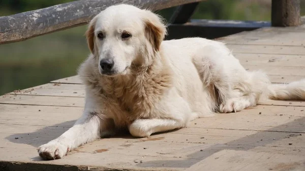White Dog Laying Down Relaxed on a Bridge