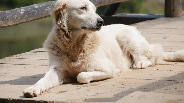 White Dog Laying Down Relaxed on a Bridge