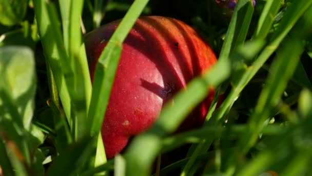 Primer plano de una manzana roja madura dulce en hierba verde — Vídeo de stock