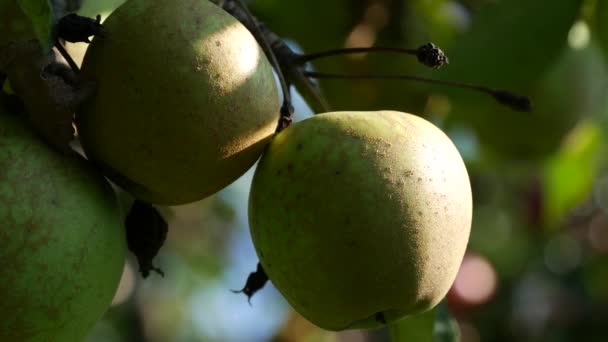 Два золотых яблока на ветвях деревьев в саду фермы — стоковое видео
