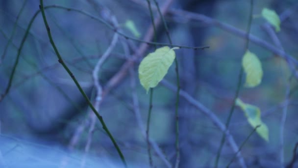 在寒冷的秋日里有几片叶子的空树枝 — 图库视频影像