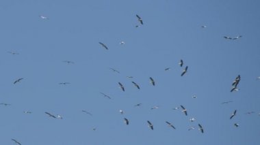 Heyecanlı leylek uçan daire içinde grup gökyüzü üzerinde yüksek