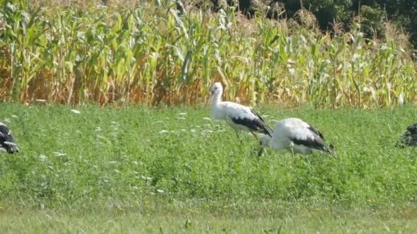 Witte Ooievaars Trekvogels Wandelen Voeden Landbouwgebied — Stockvideo