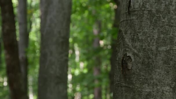 恐惧的人躲在森林里的一棵树后害怕 — 图库视频影像