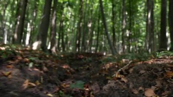 Fermer Homme Marche Sur Bois Sur Sentier Montagne Travers Nature — Video