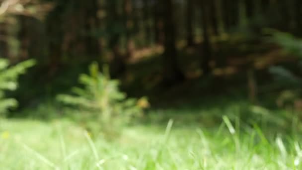 Close Pasos Del Hombre Caminando Por Bosque Camino Montaña Través — Vídeos de Stock