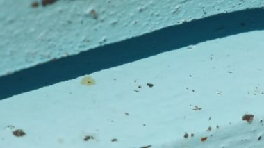 Giriş ve çıkış etrafında uçan birçok arılar ile arı kovanı yakın yukarı girişi