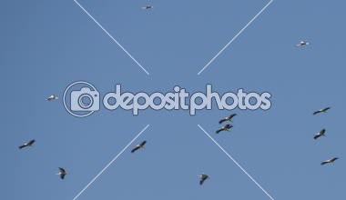 Mavi gökyüzü üzerinde yüksek uçan Storks grubu göç için hazırlanıyor