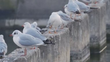 Bir Watercourse yakın dinlenme beyaz martılar grubu ile görüntü