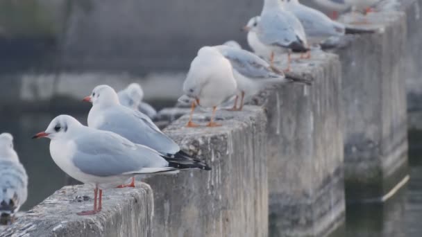 Gambar dengan sekelompok burung camar putih bermukim di dekat aliran air — Stok Video